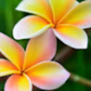 Meet your Posher, Amelie